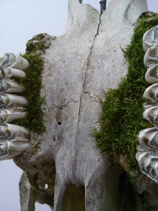 Illusion of Death (Close up. I)