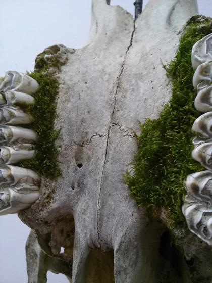 Illusion of Death (Close up. I)