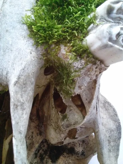 Illusion of Death (Close up. II)