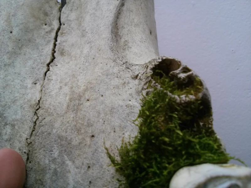 Illusion of Death (Close up. III)
