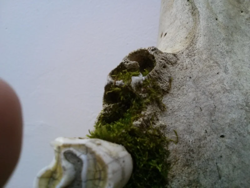 Illusion of Death (Close up. IV)